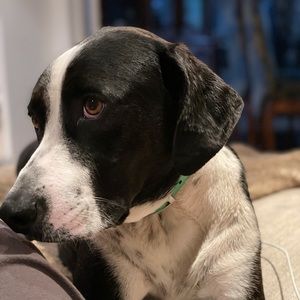 Meet your Posher, Lia